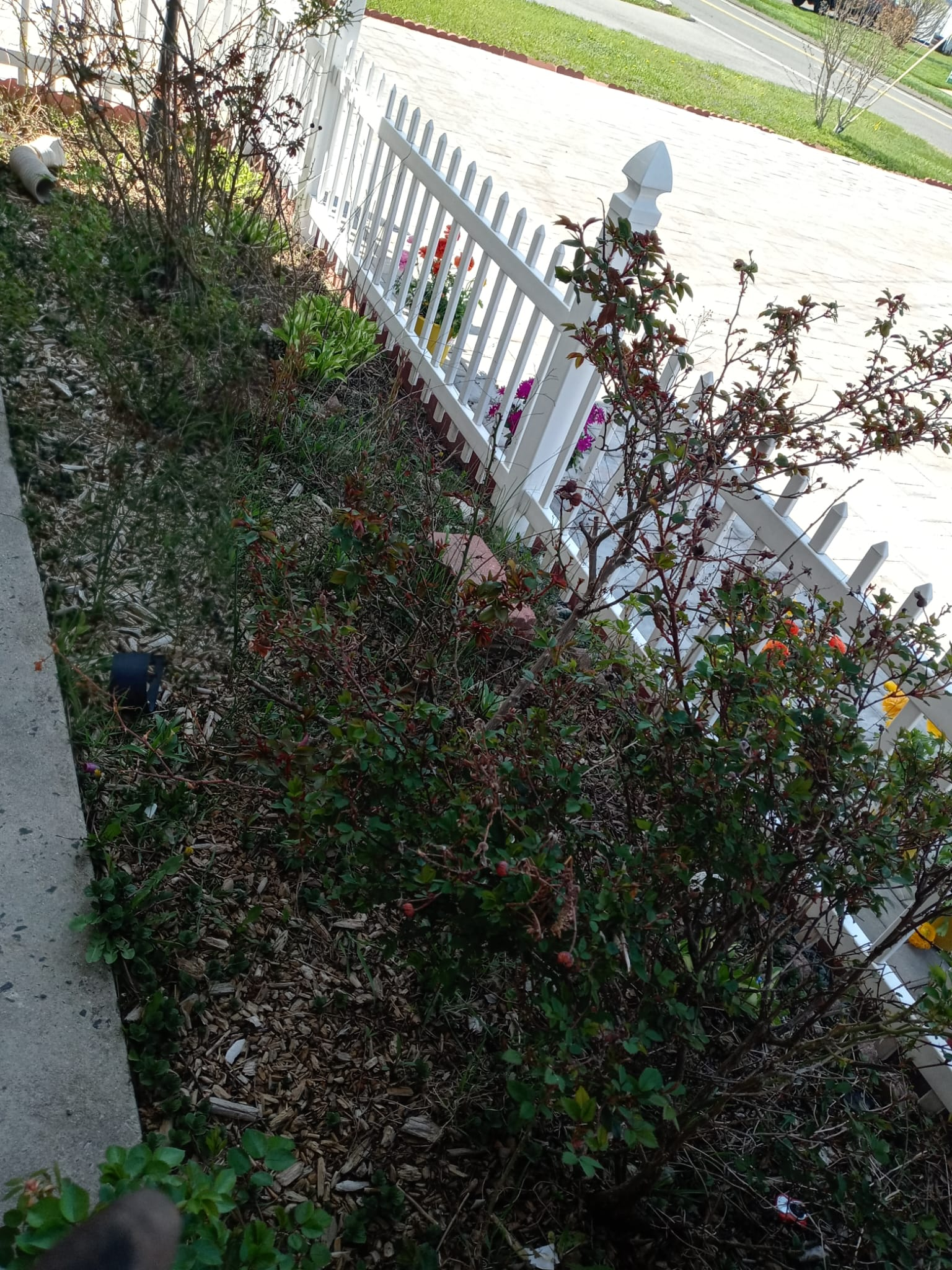 Before — overgrown garden bed